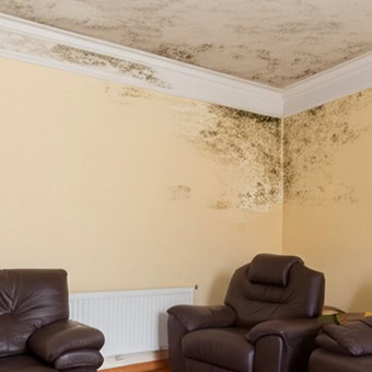 Mould growing on living room walls and ceiling.