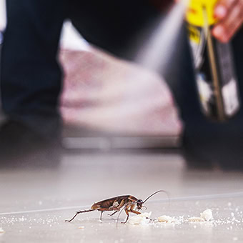 Cockroach being sprayed with insecticide on floor.