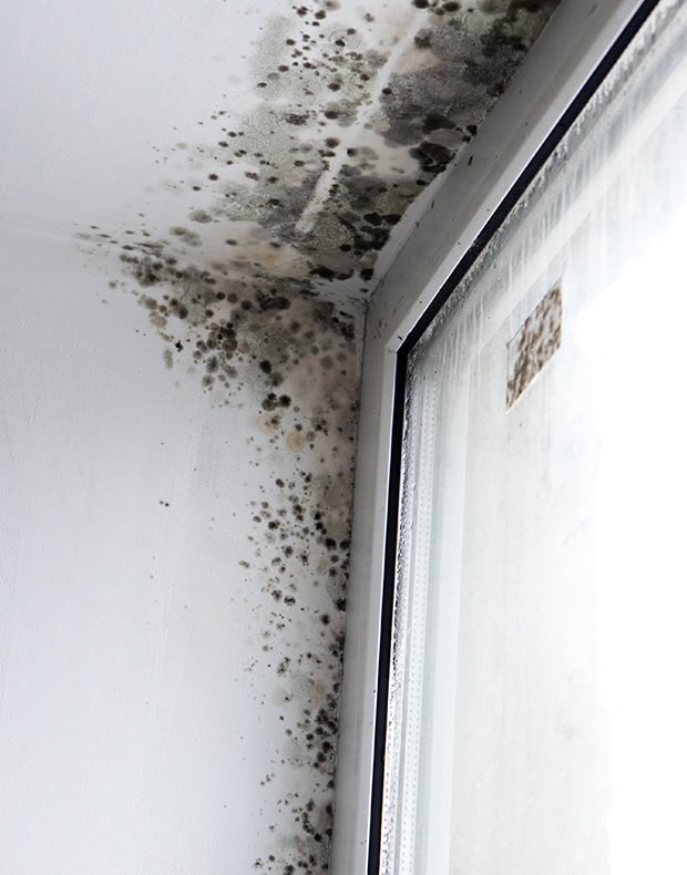 Mould growing on wall near window corner.
